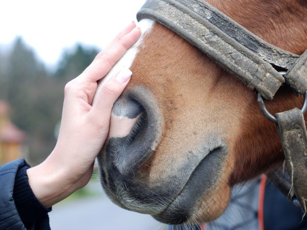 Zrozumienie psychiki konia w hipoterapii: Wpływ emocji i komunikacji na efektywność terapii
